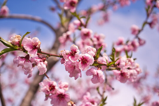 blooming plum flower
