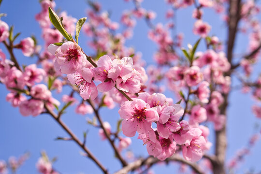 blooming plum flower