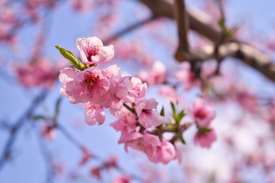 blooming plum flower