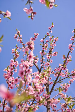 blooming plum flower