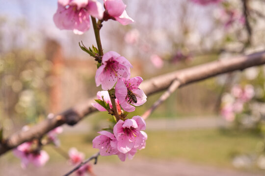 blooming plum flower