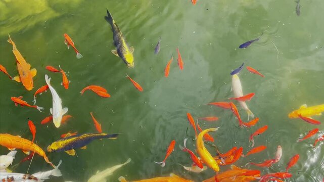 Colorful Koi Fish Swimming in Pond Top View, Ornamental Carp in Garden Water, Zen Relaxation Concept