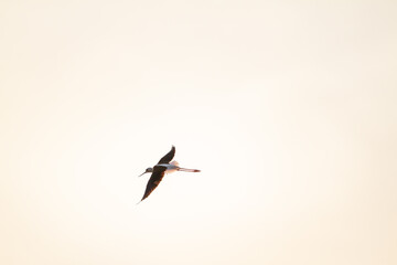 Fototapeta premium Elegant black winged stilt captured in midair against a pale sunset sky, showcasing graceful movement, delicate wings, and peaceful wildlife scenery.