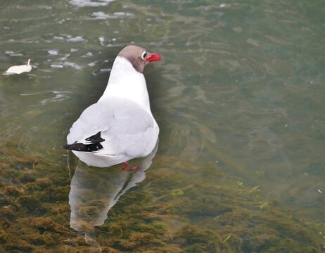  Braunkopfm&ouml;we (Chroicocephalus brunnicephalus)