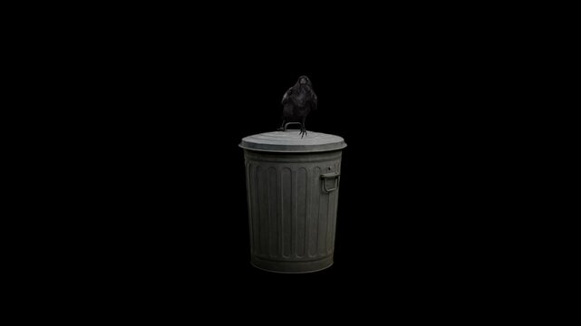 Raven on a metal garbage can