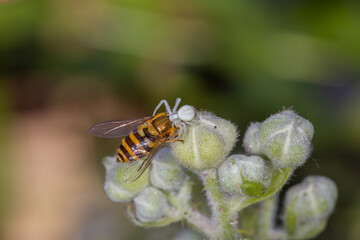 Flower Crab Spider and hoverfly prey © Mondo