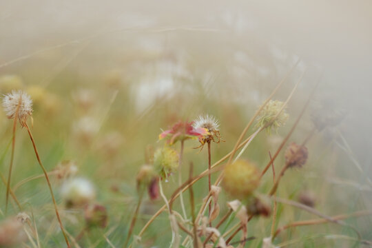 Blanket flower blooms going to seed during summer season closeup in Texas natural field.