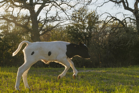 Cute calf cow running and playing in Texas farm field during spring season, frolicking with energy.