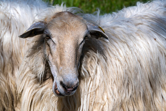 Sheep portrait showing wool and ear tag