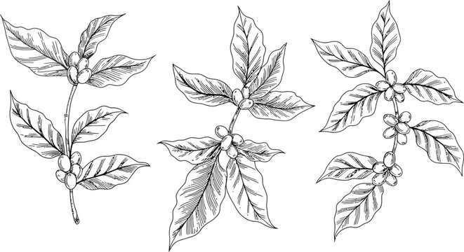 set of black and white flowers