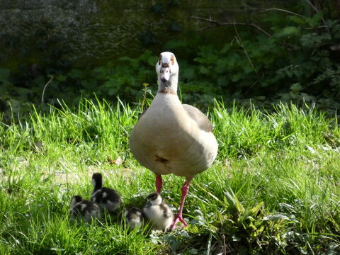 Egypt Nile goose couple with goslings at pond High quality photo