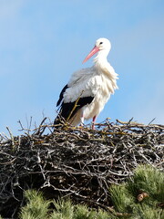 Fototapeta premium White Stork Standing on Nest Against Clear Blue Sky. The fascinating White Storks. One stork standing on it's nest made of branches and twigs. High quality photo