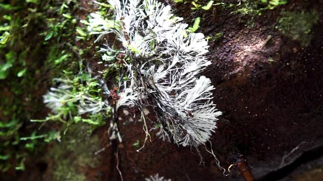 Mycelium on the tree. Mycelium (mycelia) a is a root-like structure of a fungus consisting of a mass of branching, thread-like hyphae.