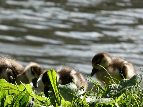 Egypt Nile goose couple with goslings at pond High quality photo