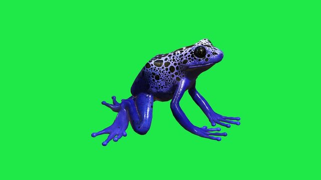 Poison Dart Frog with Black Spots frog sitting on a vibrant green screen background 3d for nature documentary