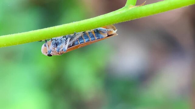 Leafhopper Bothrogonia on Green Stem Excreting a Clear Honeydew Droplet from its Abdomen, Macro Close-up