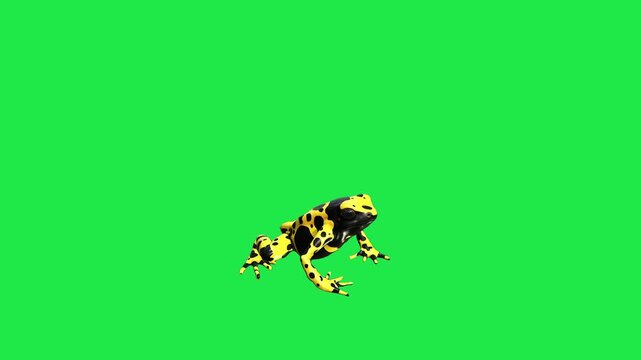 Poison Dart Frog with Black Spots frog sitting on a vibrant green screen background 3d for nature documentary