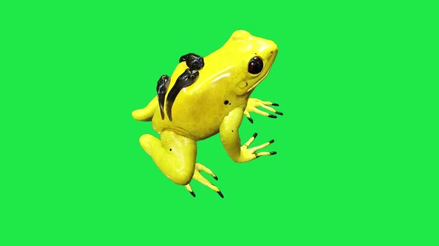 Poison Dart Frog with Black Spots frog sitting on a vibrant green screen background 3d for nature documentary
