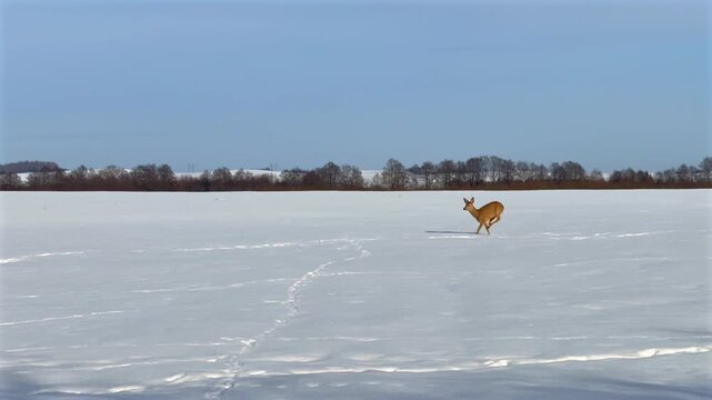 A roe deer runs across a snowy field. Roe deer in winter.