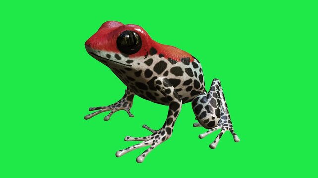 Poison Dart Frog with Black Spots frog sitting on a vibrant green screen background 3d for nature documentary
