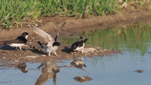 Barn swallow and Western house martin collecting clay and mud for nest