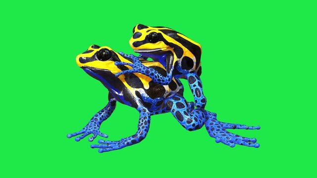 Poison Dart Frog with Black Spots frog sitting on a vibrant green screen background 3d for nature documentary