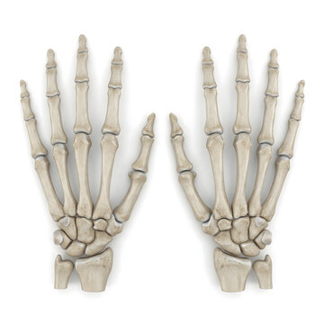 Human hand bones icon set &mdash; realistic
