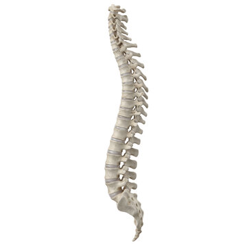 Human Spine Anatomy 3D Render &mdash; Realistic Medical Illustration