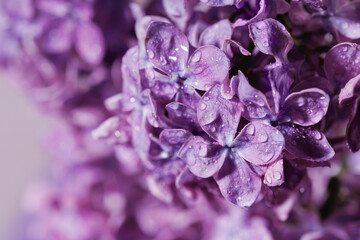 Fototapeta premium Macro image of blooming lilac petals with dew drops in natural light for floral prints and design