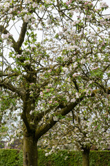 Fototapeta premium Spring blossom of apples fruit trees in april, rows of trees in orchard in the Netherlands, food production in Europe