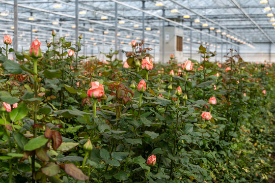 Dutch greenhouse with growing roses flowers, variety of roses, high quality flowers from the Netherlands for export world wide, rows of different roses plants