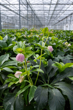 Cultivation of winter blossoming frowers Helleborug or Christmas rose plants in greenhouse in the Netherlands, flowers production in Europe