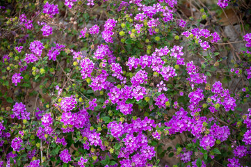 Obraz premium Purple blossom of Lantana montevidensis ornamental plant in summer garden