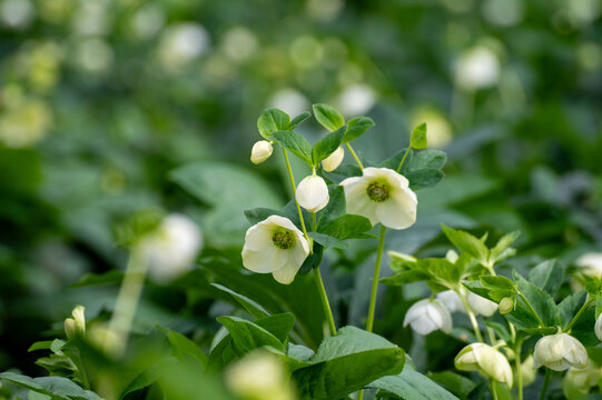 Cultivation of winter blossoming frowers Helleborug or Christmas rose plants in greenhouse in the Netherlands, flowers production in Europe
