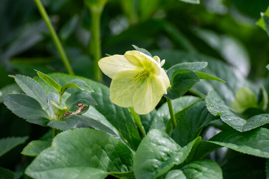 Cultivation of winter blossoming frowers Helleborug or Christmas rose plants in greenhouse in the Netherlands, flowers production in Europe
