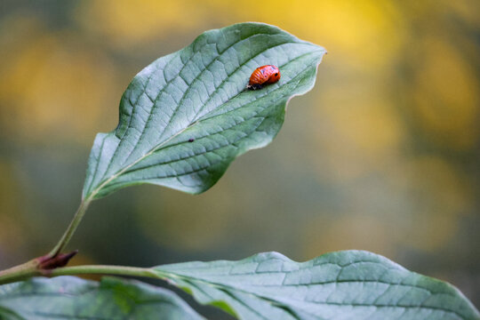 Rare macro of a ladybug metamorphosis: pupa stage on a green leaf with larval skin remains, unique biological development in a natural garden