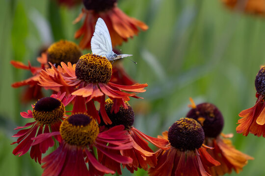 A green-veined white butterfly (Pieris napi) is perched on the blossom of an orange-brown Helenium flower 