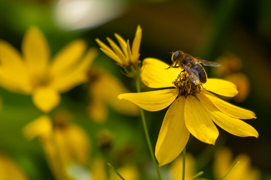 A bee sits on a yellow flower of the Coreopsis verticillata - in the background, other flowers of the same plant can be seen out of focus