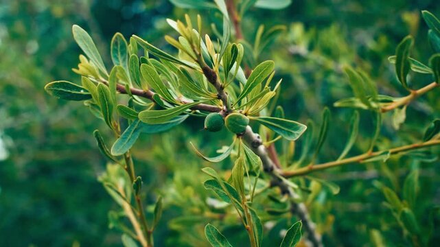 Different Shades Of Green of The Argan Tree Leaves 
