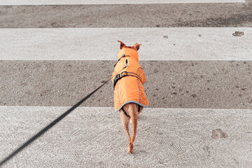 A portrait of a beautiful dog in an orange vest stands on a pedestrian crossing. © Nataliya