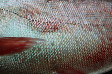 Detailed close-up of iridescent fish scales with a red fin showing intricate patterns © Thanakrit