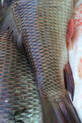 Close-up texture of fresh fish scales showing intricate patterns and vibrant colors © Thanakrit