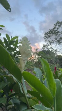 Vertical HD shot of a white ginger shell flower in a tropical lush with a dramatic sunset sky