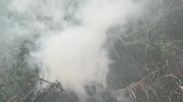 Smoke from burning organic waste from dried grass.