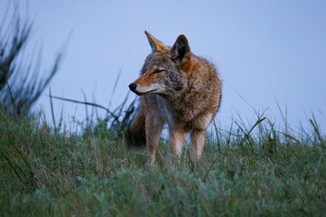 Fototapeta premium Coyote in a grass