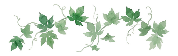 Fototapeta premium Watercolor-style green ivy vine illustration, climbing plants with delicate leaves ／ 水彩つた・蔓植物