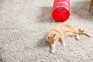 Fototapeta premium Cute cat resting on carpet and toy tunnel at home, space for text