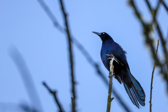 Quiscalus grackle on a branch