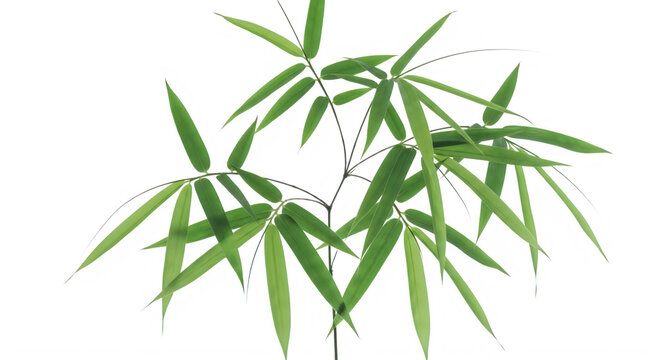 Green bamboo leaves illustration