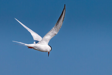 Obraz premium Common Tern (Sterna hirundo) in flight against a clear blue sky, Long Point, Ontario, Canada.